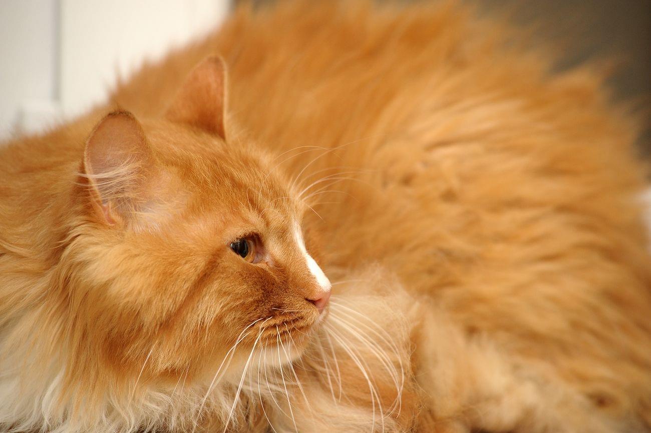 You just look! What does the biggest cat on the planet look like?