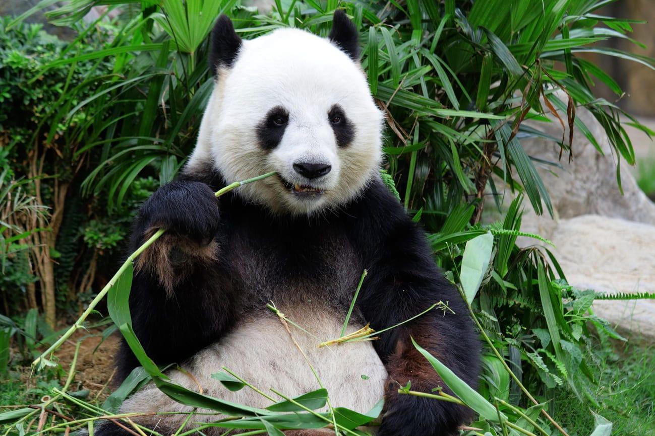 Incredible facts about pandas that will surprise you