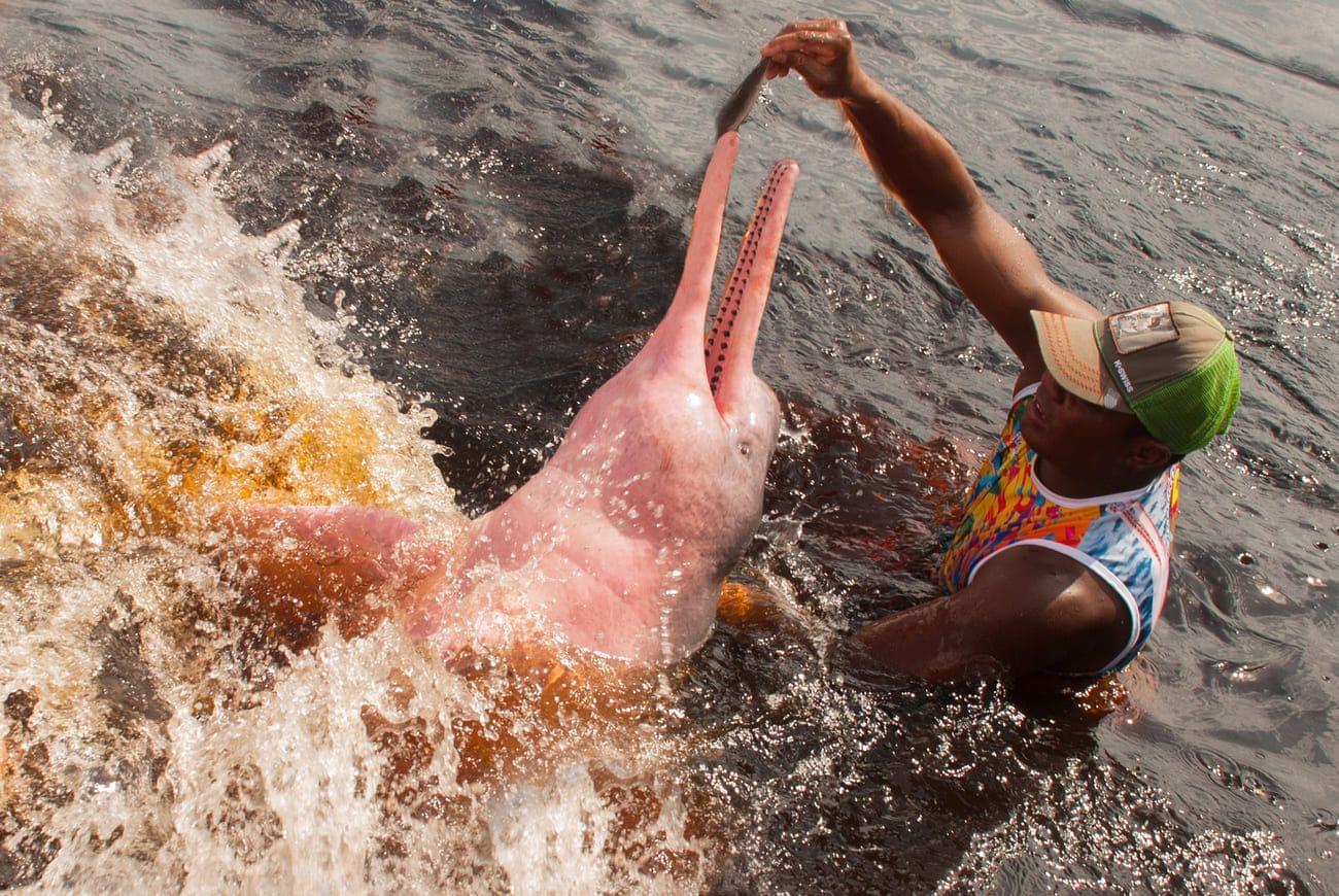 A miracle of nature! Where can you meet pink dolphins?