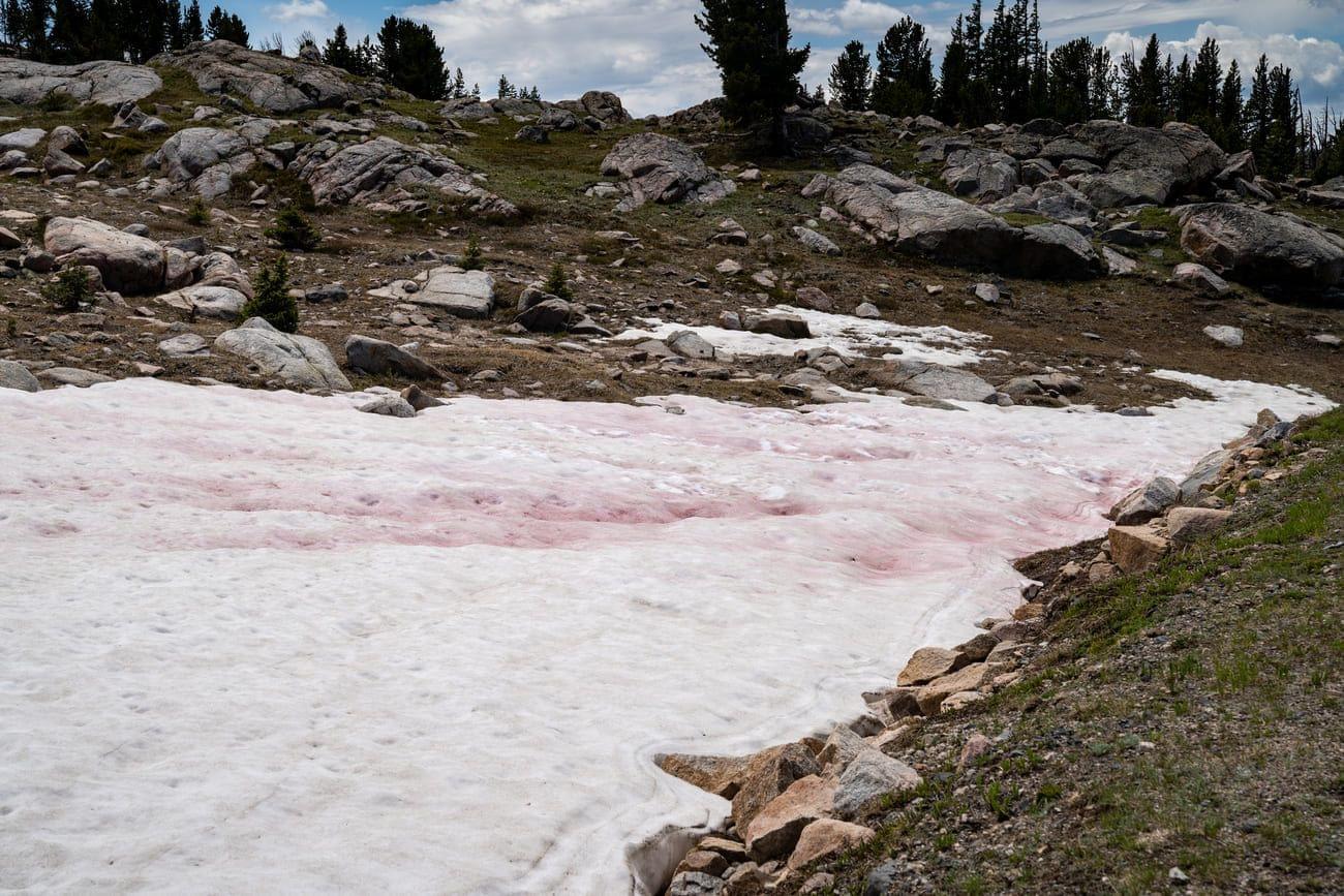 This is impressive! Where can you see pink snow and what does it smell like?
