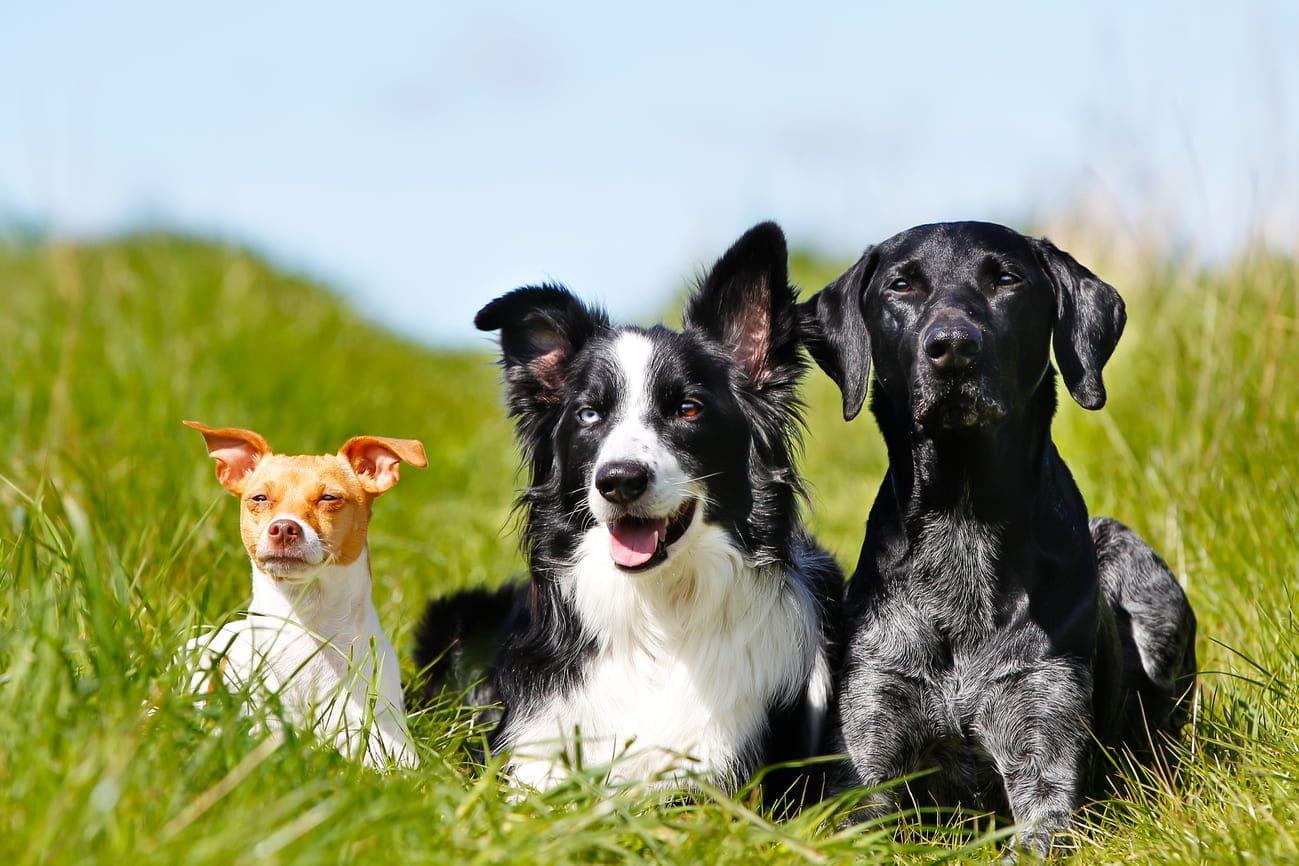 Real heroes! 3 dogs that saved human lives