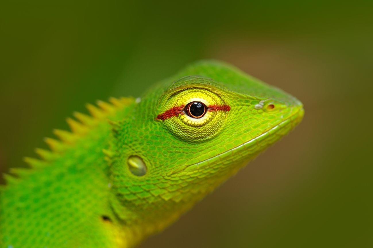 The most dangerous lizards and where they exist in the world 