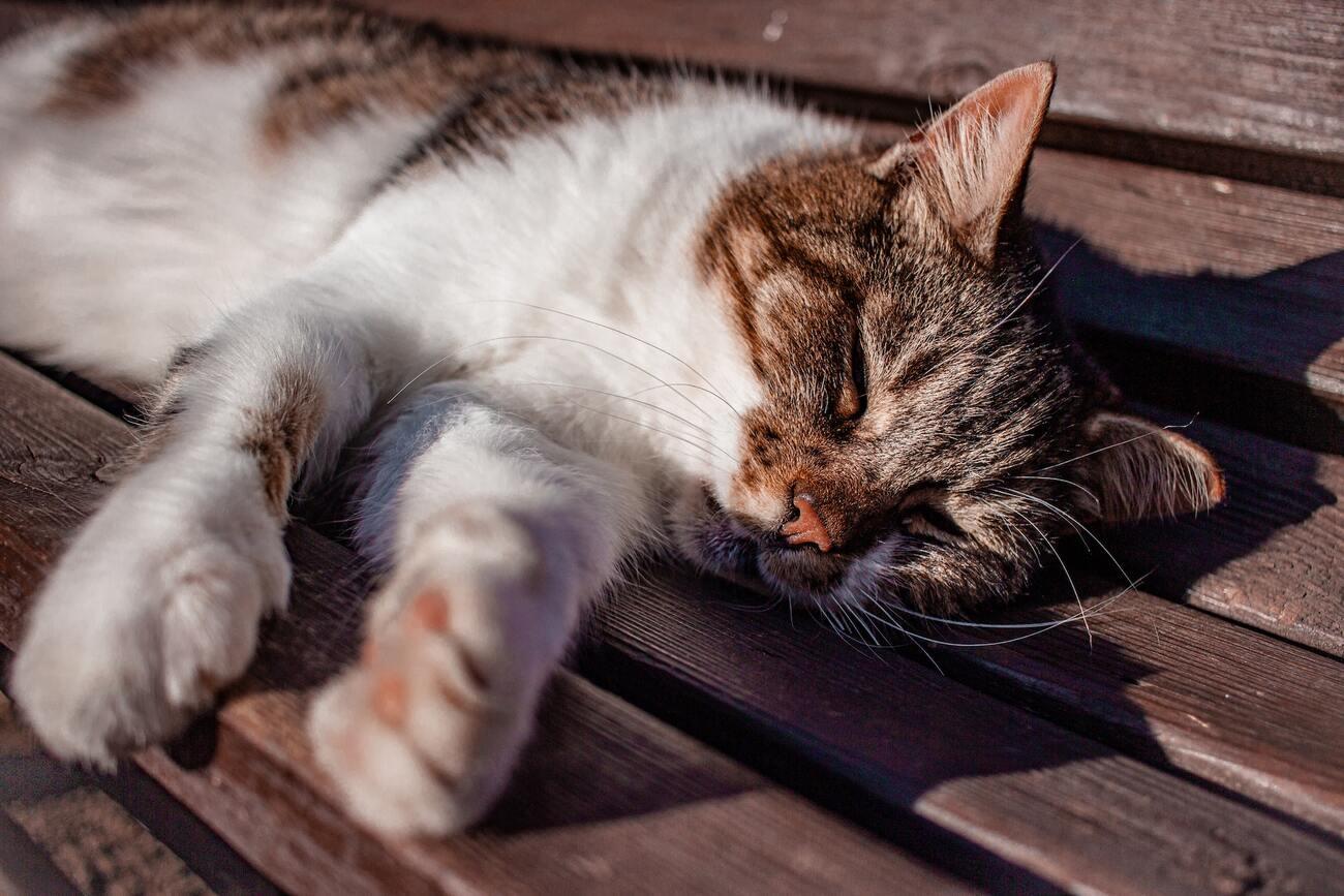 Does your cat snore? 3 animals that also do this at night