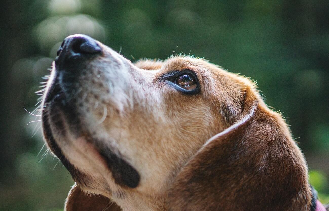 Here are the reasons why dogs may cry