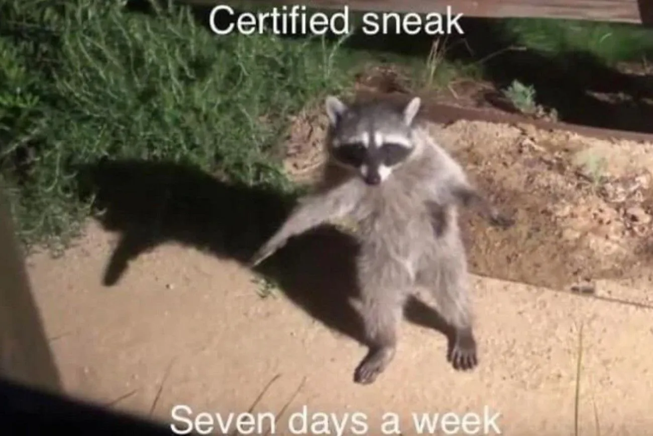 11. The Memeworthy Raccoon Intruder.jpg?format=webp