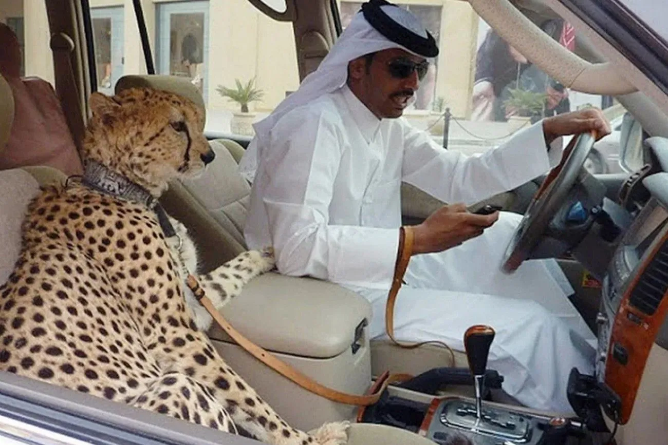 28. In a Car with a Cheetah.jpg?format=webp