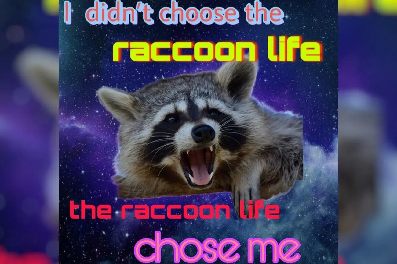 31. The Life of a Raccoon.jpg?format=webp