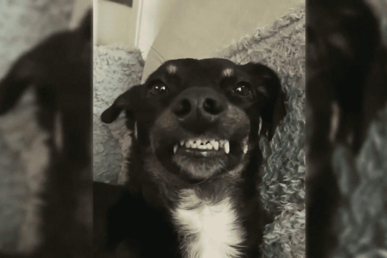 40. Looks like Animals Love Taking Selfies Too.jpg