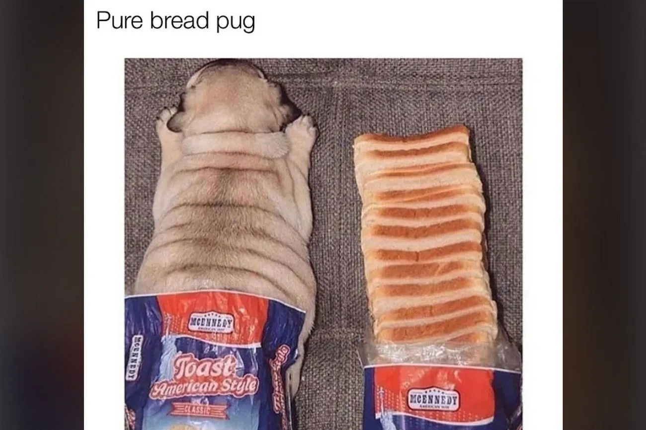 49. Pug vs. Sliced Bread.jpg?format=webp