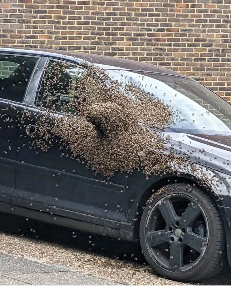 50. Bees Have Taken a Liking to the Car.jpg?format=webp