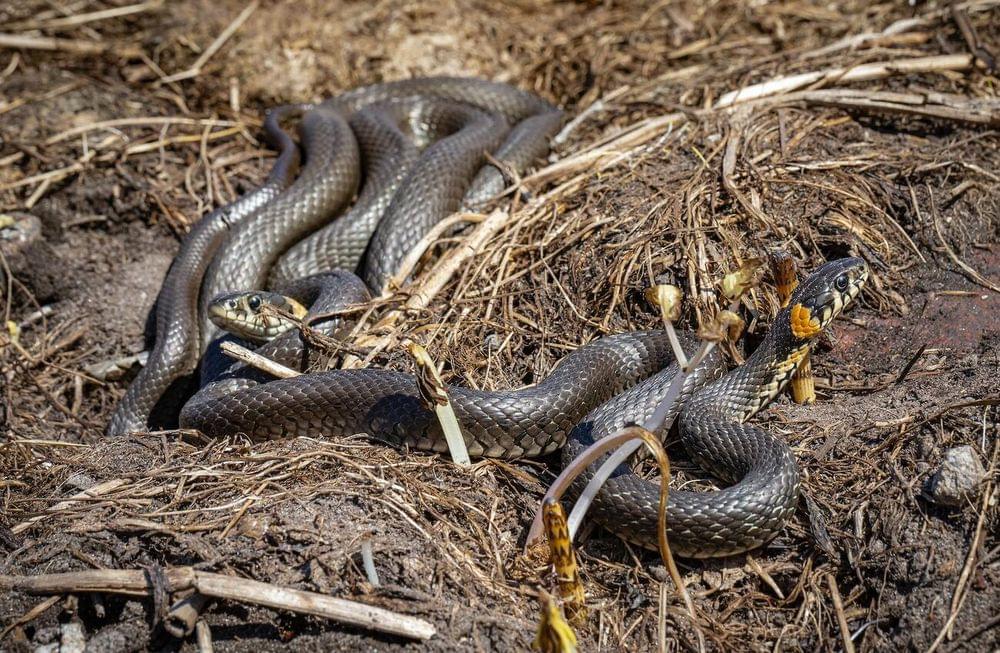 In Which Countries Do Not Snakes Exist Eazeax